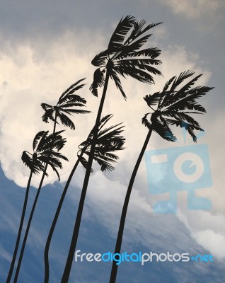 Palm Trees Blowing In Hurricane Stock Image