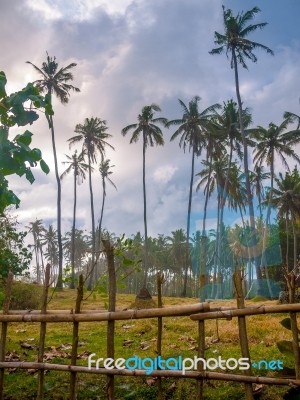 Palm Trees In A Grassy Field Stock Photo