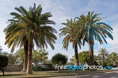 Palm Trees In Park Near Sea Stock Photo