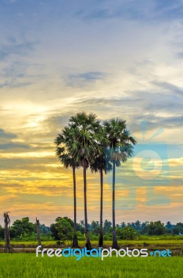 Palm Trees In The Sunset Stock Photo