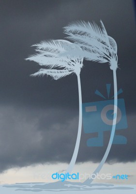 Palm Trees In The Wind Stock Image