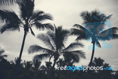 Palm Trees Silhouettes On The Beach On A Cloudy Day Stock Photo