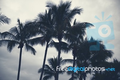 Palm Trees Silhouettes On The Beach On A Cloudy Day Stock Photo