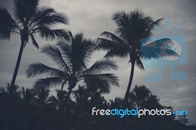 Palm Trees Silhouettes On The Beach On A Cloudy Day Stock Photo