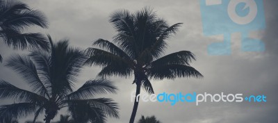 Palm Trees Silhouettes On The Beach On A Cloudy Day Stock Photo