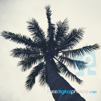 Palm Trees Silhouettes On The Beach On A Cloudy Day Stock Photo