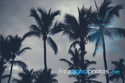 Palm Trees Silhouettes On The Beach On A Cloudy Day Stock Photo