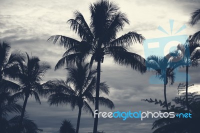 Palm Trees Silhouettes On The Beach On A Cloudy Day Stock Photo