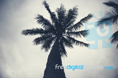 Palm Trees Silhouettes On The Beach On A Cloudy Day Stock Photo