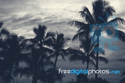 Palm Trees Silhouettes On The Beach On A Cloudy Day Stock Photo