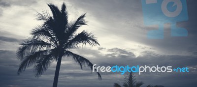 Palm Trees Silhouettes On The Beach On A Cloudy Day Stock Photo