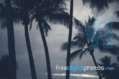 Palm Trees Silhouettes On The Beach On A Cloudy Day Stock Photo