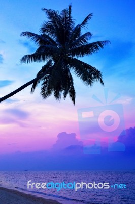 Palm Trees Silhouettes On The Colorful Sky Background Stock Photo