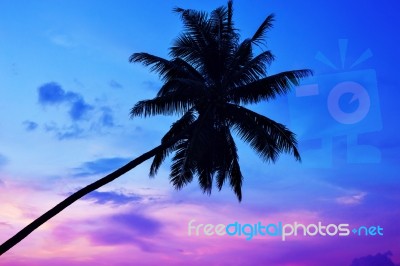 Palm Trees Silhouettes On The Colorful Sky Background Stock Photo