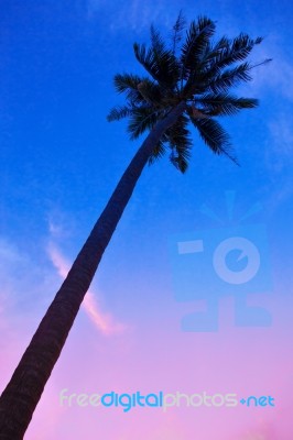 Palm Trees Silhouettes On The Colorful Sky Background Stock Photo