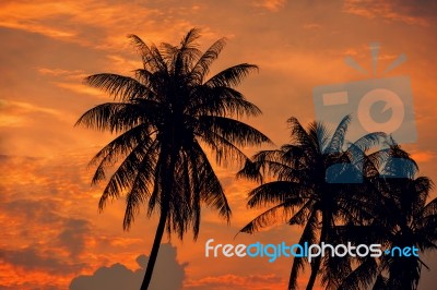 Palm Trees Silhouettes On The Colorful Sky Background Stock Photo