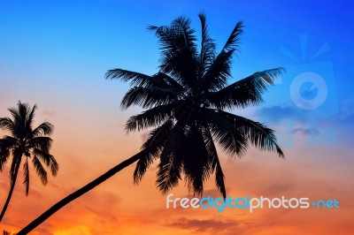 Palm Trees Silhouettes On The Colorful Sky Background Stock Photo