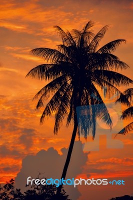 Palm Trees Silhouettes On The Colorful Sky Background Stock Photo