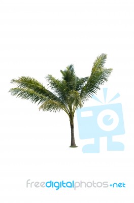 Palm Trees White Background Stock Photo