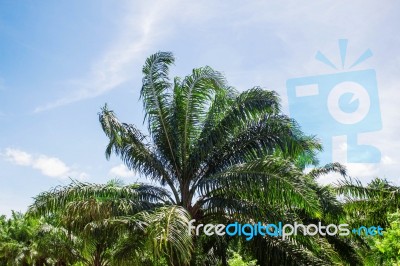 Palm Trees With Sky Stock Photo