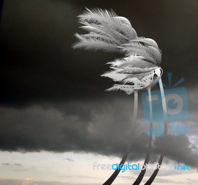 Palms In The Fierce Storm Stock Image