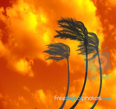 Palms In The Storm At Sunset Stock Image