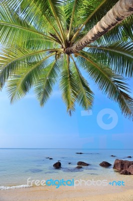 Palms Tree Stock Photo