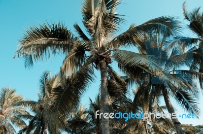 Palms Trees Vintage Stock Photo