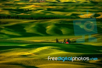 Palouse Hills In The Morning Stock Photo
