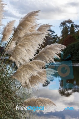 Pampas Grass Stock Photo