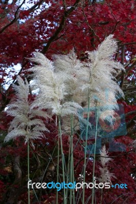 Pampas Grass Stock Photo