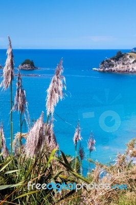 Pampas Grass Along The Coromandel Coastline Stock Photo