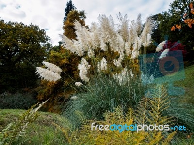 Pampas Grass In Full Bloom Stock Photo