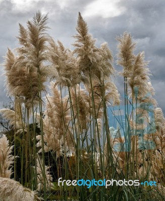 Pampas Grass In Full Bloom Stock Photo