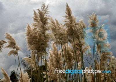 Pampas Grass In Full Bloom Stock Photo