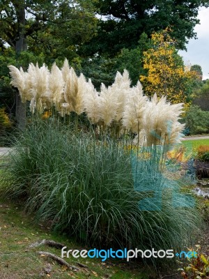 Pampas Grass In Full Bloom Stock Photo