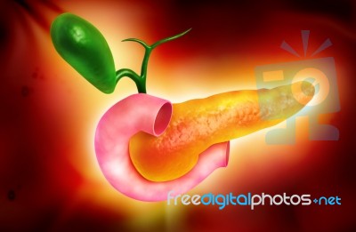 Pancreas Stock Image