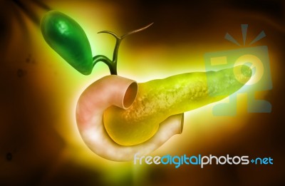 Pancreas Stock Image