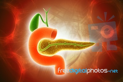 Pancreas Stock Image