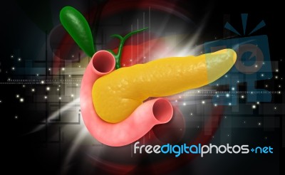 Pancreas Stock Image