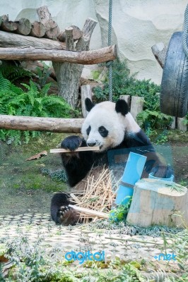 Panda Eating Bamboo In The Zoo Stock Photo