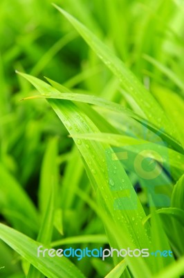 Pandanus Stock Photo