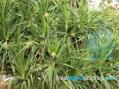 Pandanus Palm Tree Stock Photo