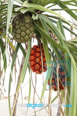 Pandanus Tree Stock Photo