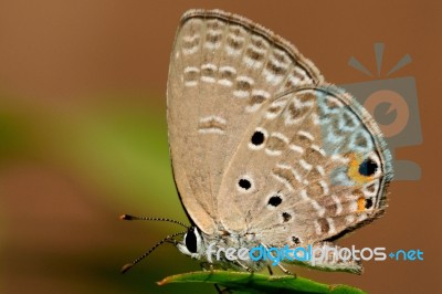 Pandava Butterfly Stock Photo