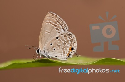 Pandava Butterfly Stock Photo