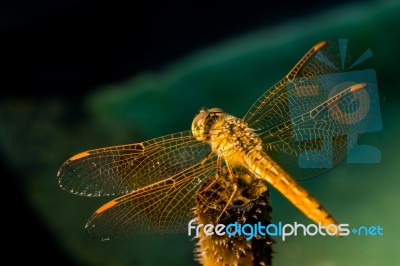 Pantala Flavescens Dragonfly Back View Stock Photo