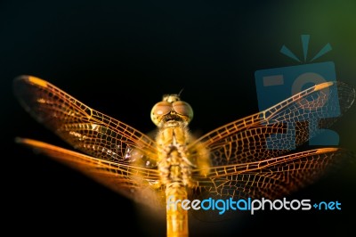 Pantala Flavescens Dragonfly Top View Stock Photo