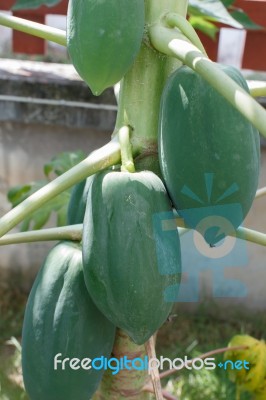 Papaya Stock Photo