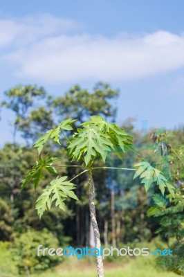 Papaya Stems Stock Photo